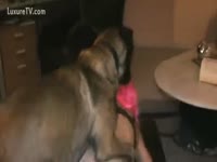 Slut got her fishnets ripped by dog xxx